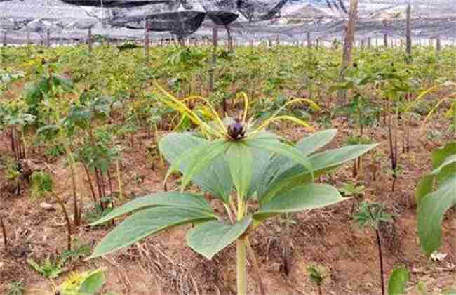 重楼种植效益怎么样(重楼种植效益如何)